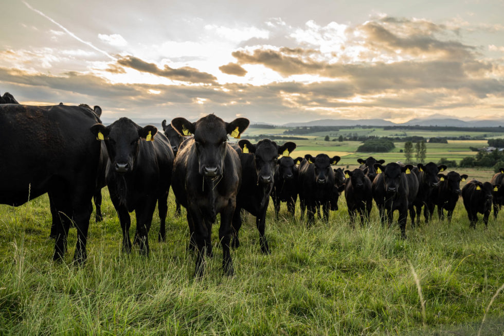 Pastoral farming for climate friendly beef - Hugh Grierson Organic